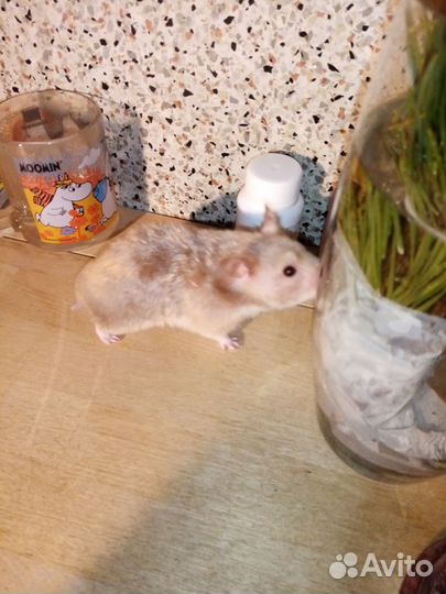 Передержка мелких и средних животных, выгул собак