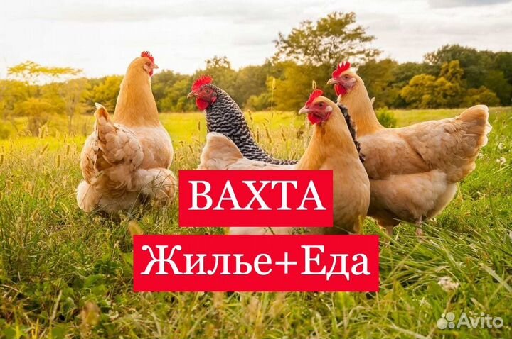 Вахта Фасовщик Питание+Жилье Выплаты еженедельно