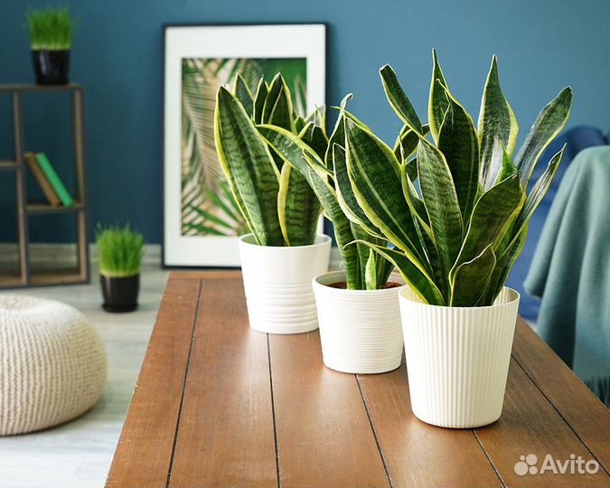 Сансевиерия трёхполосная Лауренти, H45