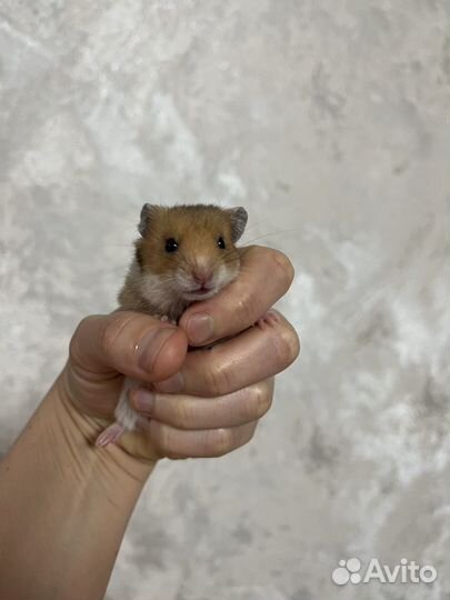 Сирийский хомяк