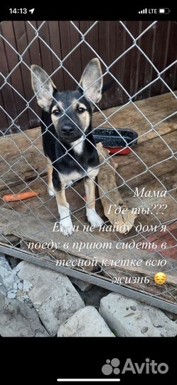 Щенок помесь с овчаркой