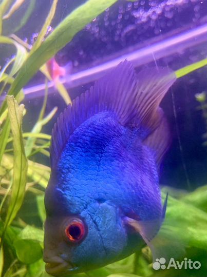 Новинка - Попугай 