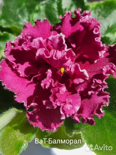 Сортовые фиалки