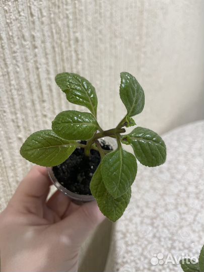 Комнатные цветы. Плекрантус