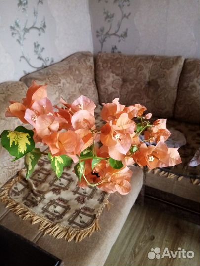 Бугенвиллия черенки