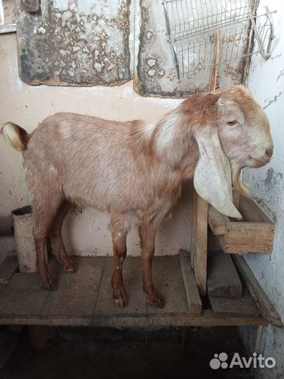 Нубийские козы