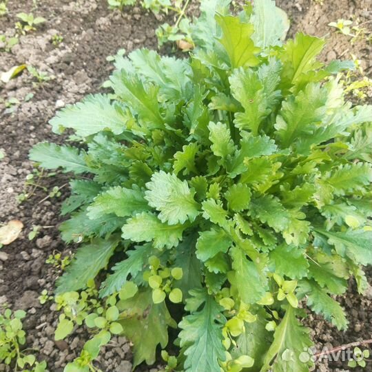 Ромашка куст
