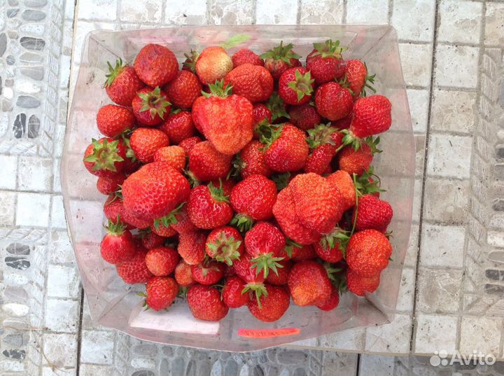 Клубника саженцы