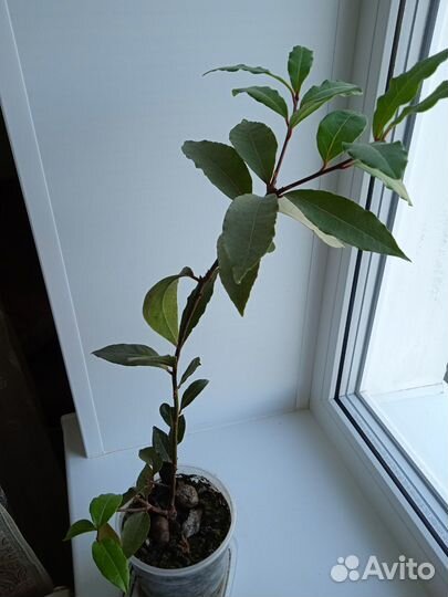 Лавровое дерево