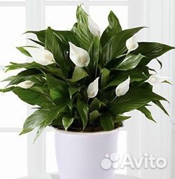 Спатифиллум