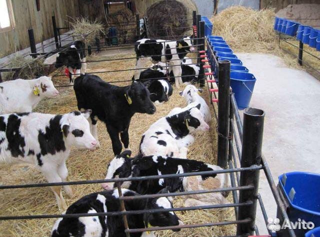 Телята бычки