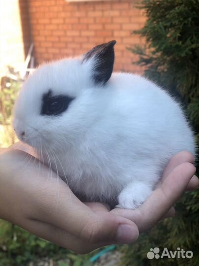 Кролик декоративный мини