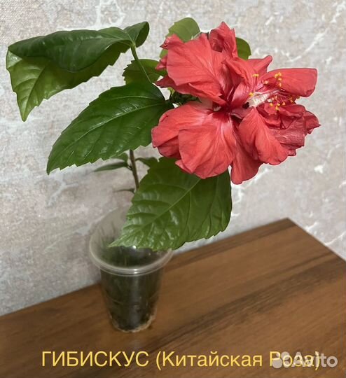 Гибискус махровый