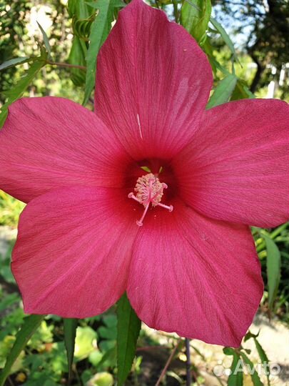 Гибискус садовый в горшке