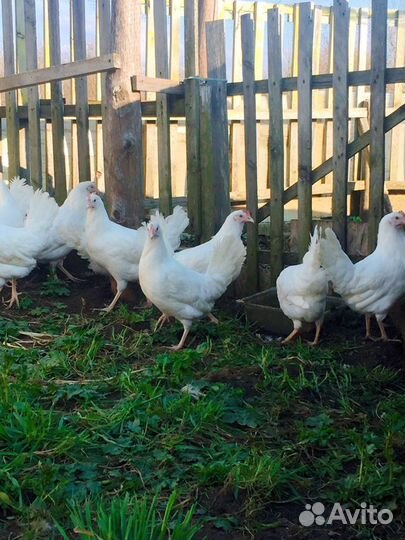Суточные цыплята Леггорн несушки