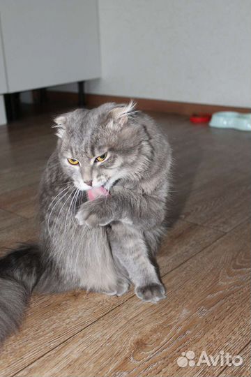 Кошка в дар бесплатно