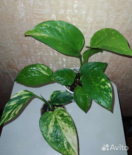 Сцындапсусы разные от 11.08.23г