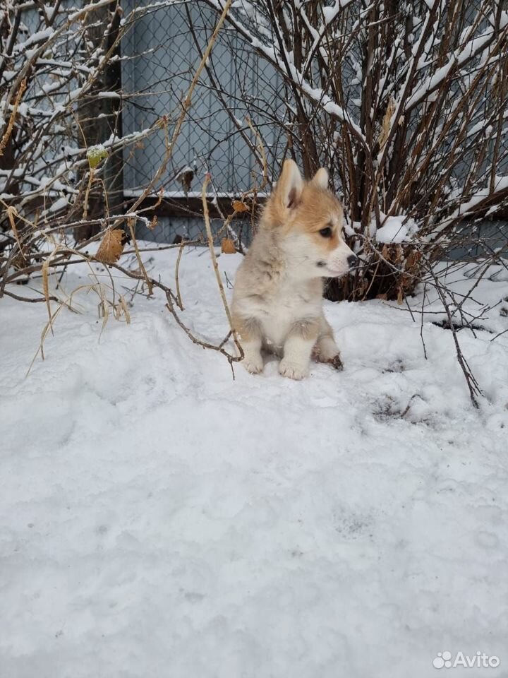 Корги щенок девочка