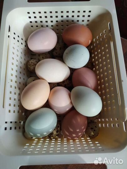 Инкубационное яйцо кур