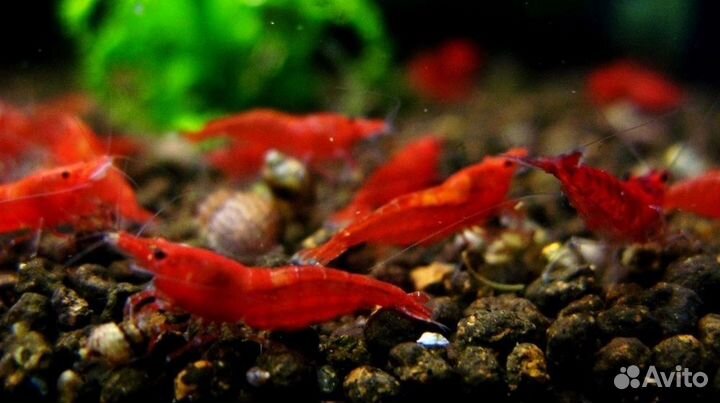 Креветки Сакура (Красный огонь)