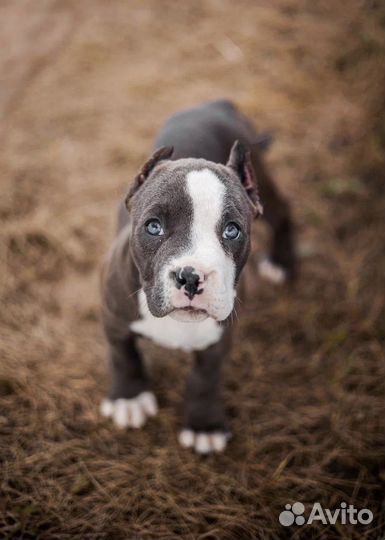 Американский булли девочка