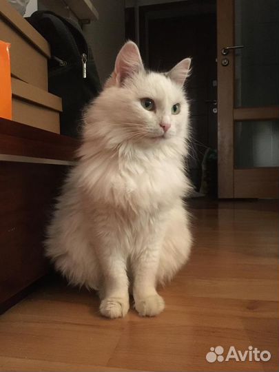 Кошечка Белка в добрые руки