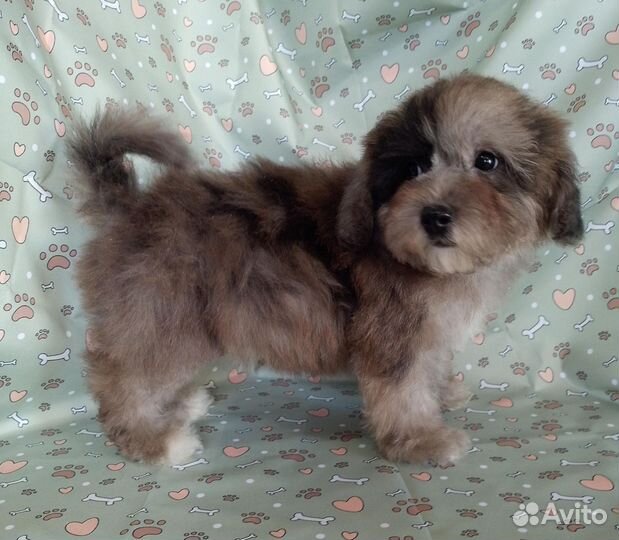 Бишпу мраморный