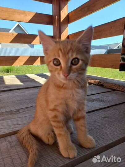 Отдам в хорошие руки