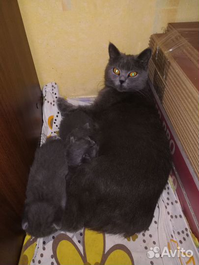 Отдам бесплатно