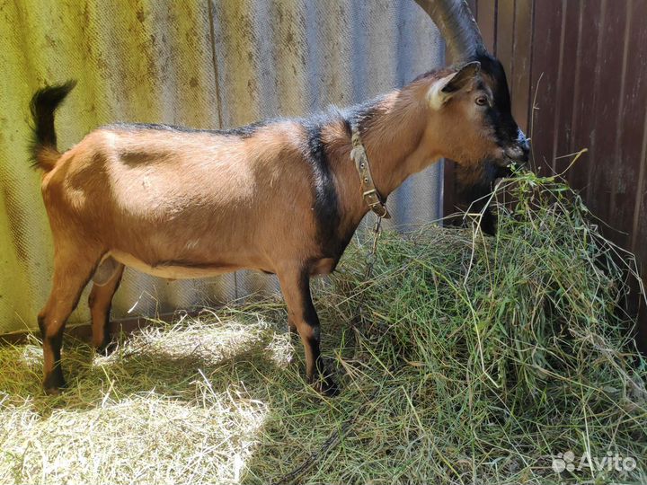 Козёл для вязки