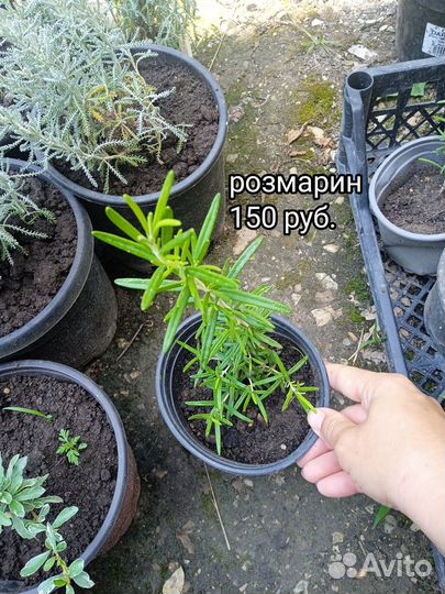 Розмарин