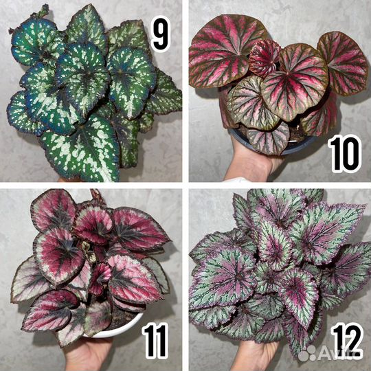 Бегонии Сортовые. Много сортов