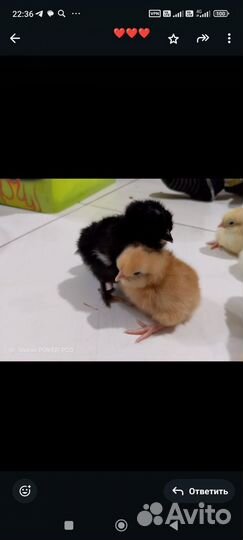 Цыплята породы брама