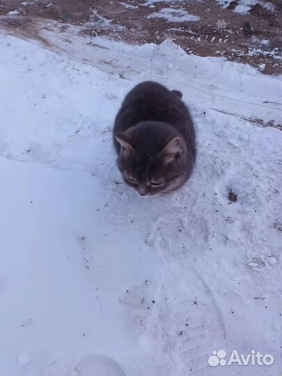 Британская кошка