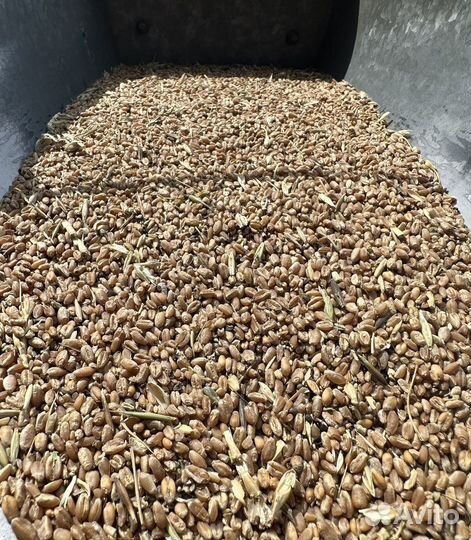 Пшеница, ячмень, горох, отходы