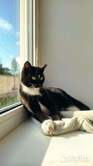 Кошка в дар бесплатно