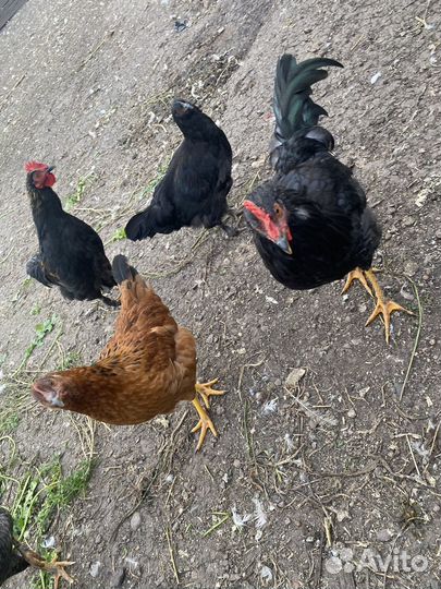 Куры молодки