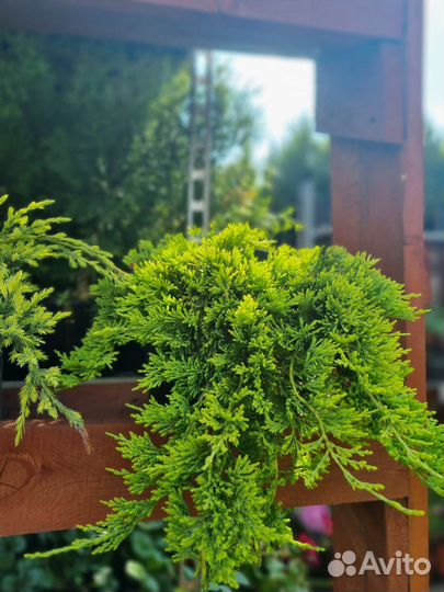 Можжевельники большой выбор