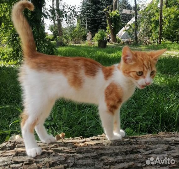 Ищем добрые руки для котенка