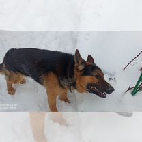 Немецкая овчарка, вязка