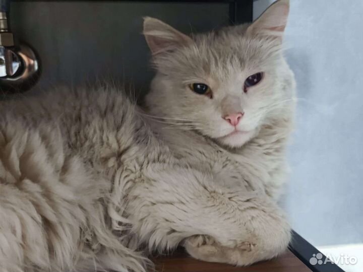 Кот в дар бесплатно