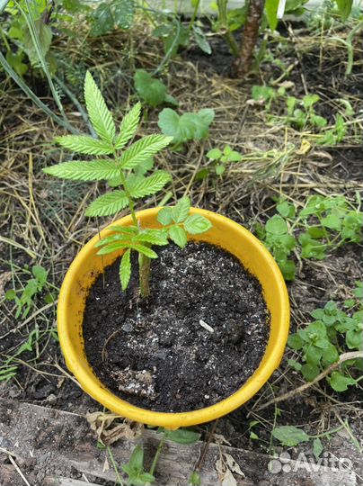 Тибетская малина саженцы