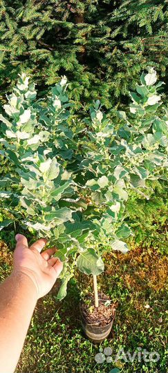 Ива Шерстистая на штамбе