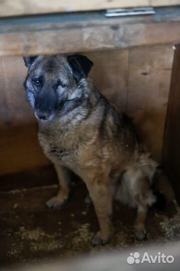 Собака Джорджи тоже хочет домой из приюта