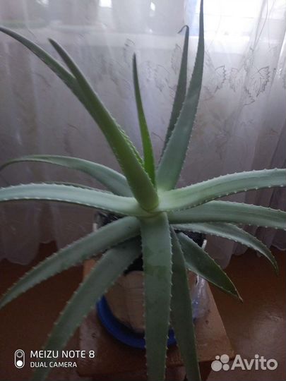 Алоэ вера
