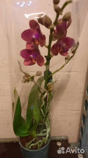 Орхидея фаленопсис