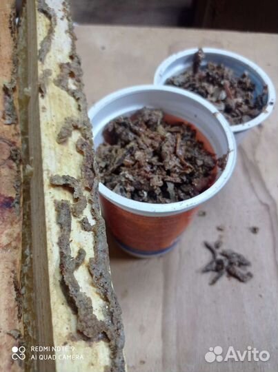 Прополис пчелиный