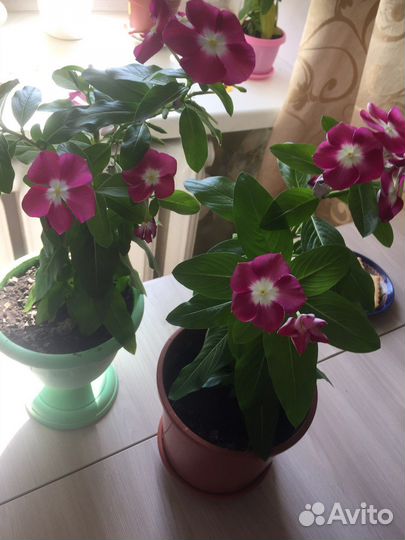 Фукция цветы комнатные