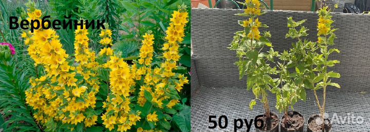 Многолетние неприхотливые растения для дачи