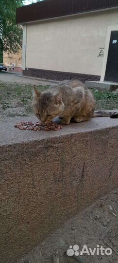 Кот в добрые ручки